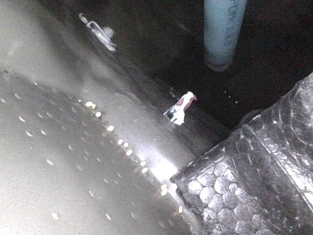 alphard alphard